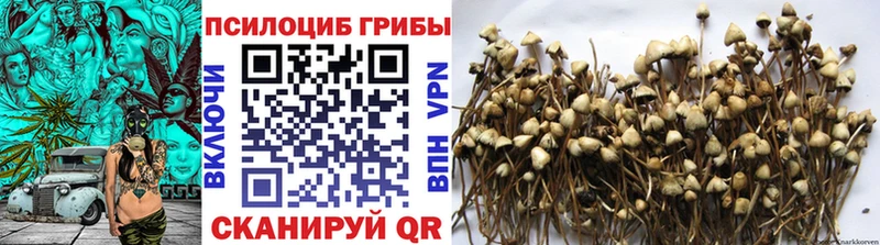 Купить где  Сунжа  Псилоцибиновые грибы Psilocybe 